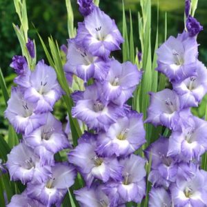gladijola Blue Storm modro vijolična gladiola cvet