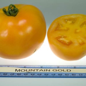 Paradižnik Mountain Gold – zlato rumeni plodovi srednje velikosti.