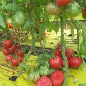 Paradižnik Portugais F1 – veliki rdeči rebrasti plodovi hibridne sorte