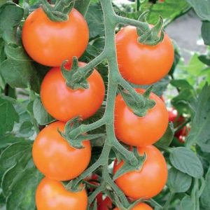 Paradižnik Arancino F1 – oranžni plodovi v bogatih grozdih
