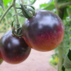 Paradižnik Blue Sky – modro-rdeči okrogli plodovi antocianinske sorte