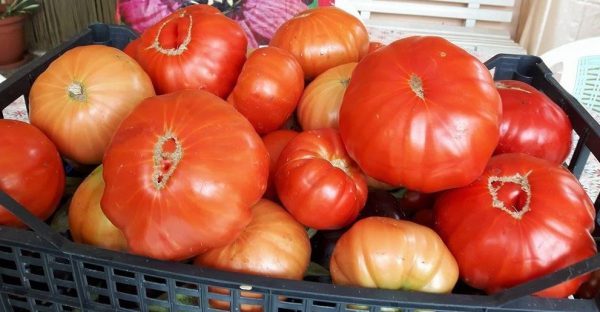 Zrel plod paradižnika Buffalosteak HY F1 na rastlini, mesnat in velik, rdeče barve