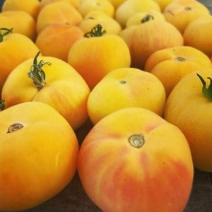 Paradižnik Garden Peach – rumeni žametni okrogli plodovi z rožnatim pridihom