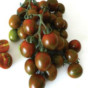 Paradižnik Morettino F1 – temno rdeči češnjevi plodovi z zelenimi progami