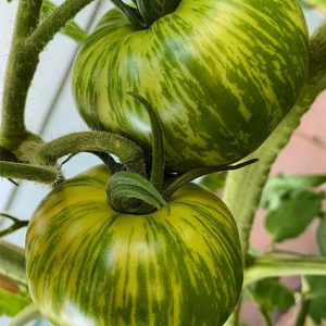 Paradižnik Smarald – zeleni srednje veliki plodovi