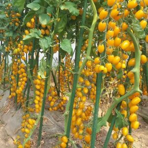 Rumeni ovalni paradižnik Star Gold F1 v grozdih