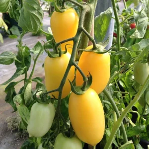 Kremno rumeni paradižnik Sweet Cream v grozdih