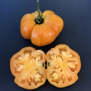 Oranžni paradižniki sorte Tangerine