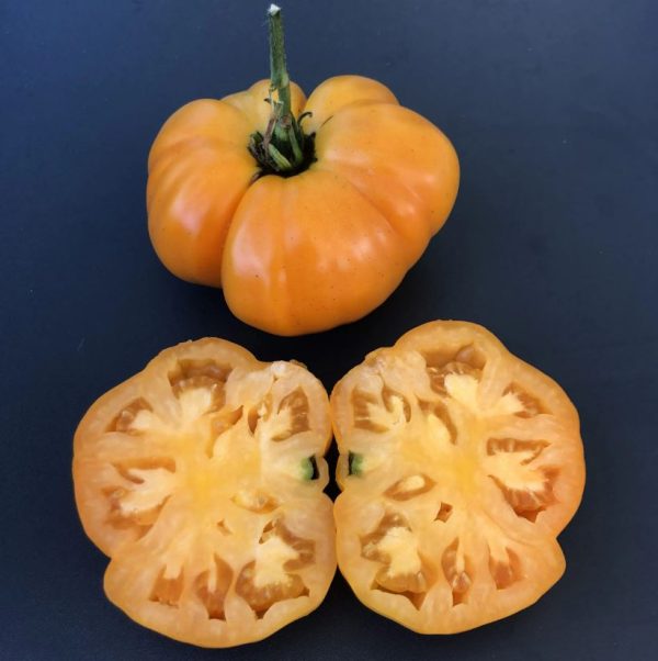Oranžni paradižniki sorte Tangerine