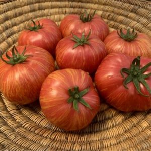 Paradižnik Vintage Wine – velik rožnato-rdeč plod z zlatimi progam