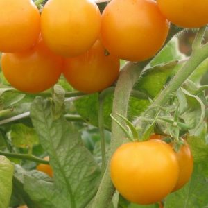 Paradižnik Yellow Perfection – stara sorta s svetlo rumenimi plodovi