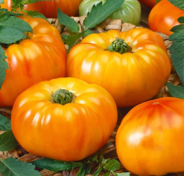 Dvobarvni paradižnik Cob Bicilor z rumeno rdečimi progami