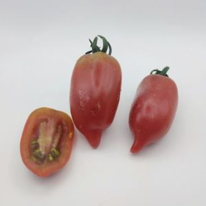 Paradižnik Sangria Plum – podolgovati rdeči plodovi velikosti slive v grozdih