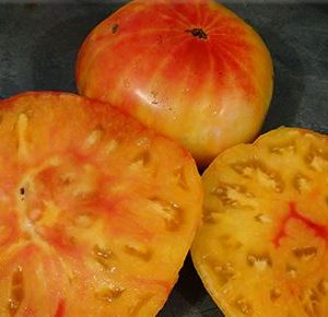 Paradižnik Gold Medal – velik dvobarvni rumeno-rdeči beefsteak