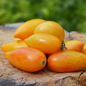 Paradižnik Taste – podolgovati dvobarvni paradižnik rumeno-rdečih odtenkov