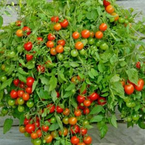 Paradižnik Tumbling Tom Red – viseča sorta z majhnimi rdečimi plodovi
