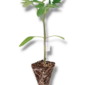 Podlaga Beaufort – močna podlaga za cepljenje paradižnika in jajčevca“