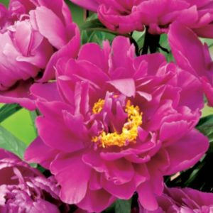 Paeonia Karl Rosenfield ciklamna potonika