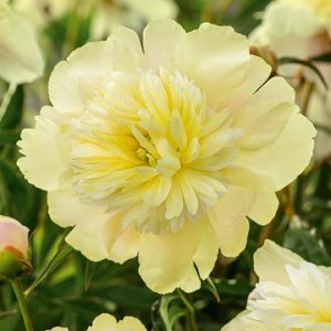 Potonika Paeonia Prima Vera belo rumen cvet