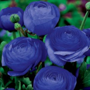 Ranunculus Blue modra ranunkula
