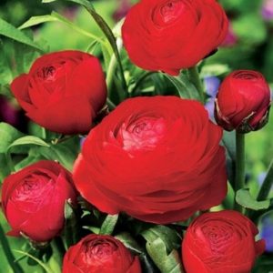 Ranunculus Red rdeča ranunkula