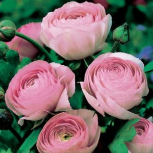 Ranunculus Rose rožnata ranunkula