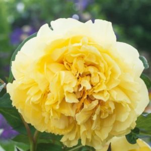 Lesnata Potonika - Rumena