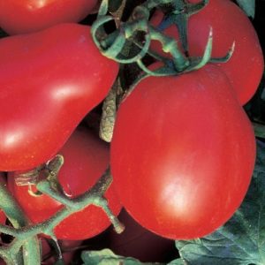 Zreli plodovi paradižnika Super Roma V.F.