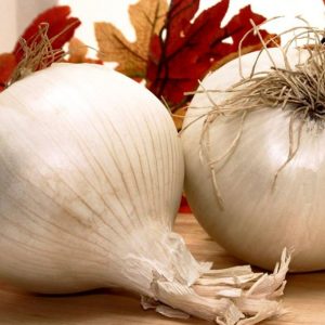 Velika bela čebula Giant White Onion of Ingenious – okrogla in sladkastega okusa