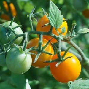 Oranžni češnjev paradižnik – majhni sladki plodovi svetlo oranžne barve
