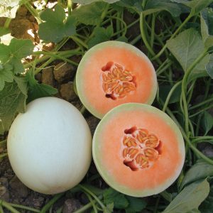 melona Uncle Sam F1 prerez oranžno meso