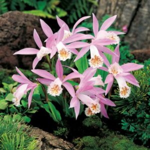 Pleione formosana rožnato bela vrtna orhideja cvet