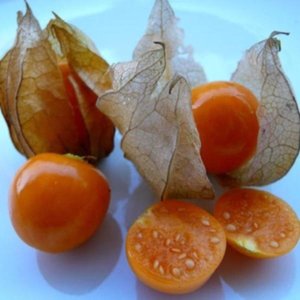 Andska jagoda – zlato-oranžni plodovi v papirnatem ovoju na grmu