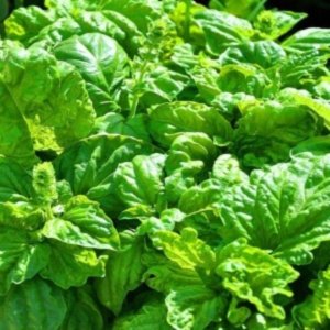 Bazilika Napoletano – velike svetlo zelene listnice z intenzivnim vonjem