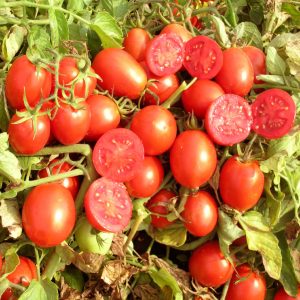 Paradižnik Big Rio 2000 – ovalni rdeči hibrid za svežo uporabo in predelavo