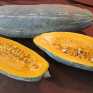 Guatemalan Blue Banana – modro-siva banana bučka