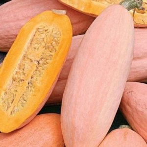 Bučka Jumbo Pink Banana – rožnata bananasta bučka.