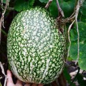 Smokvolistna buča – ovalni zelene barve plod