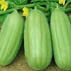 Carosello Scopatizzo o Leccese – svetlo zelen plod tradicionalne sorte iz Apulije