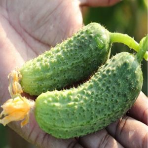Kumara Green Pick-25 F1 – drobni temno zeleni plodovi za vlaganje