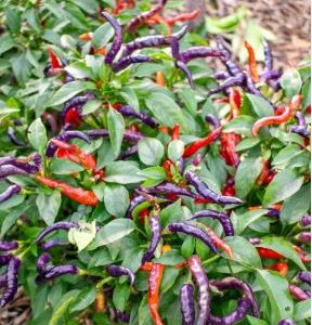 Čili Numex April Fools – vijolični plodovi, ki zorijo v rdeče