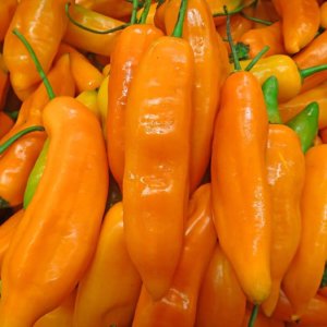 Aji Amarillo čili oranžne barve