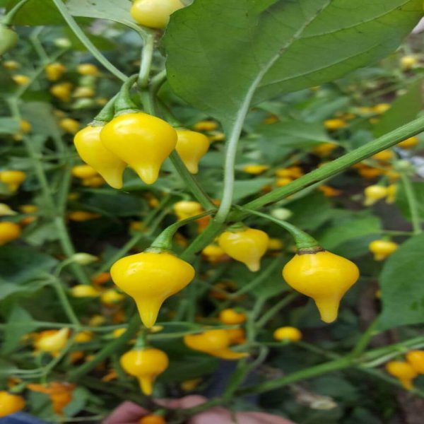 Čili Biquinho Yellow Neizolirano