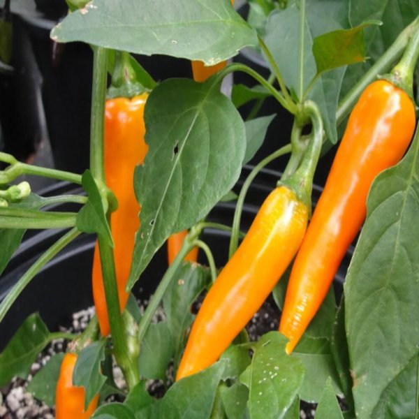 Čili Bulgarian Carrot