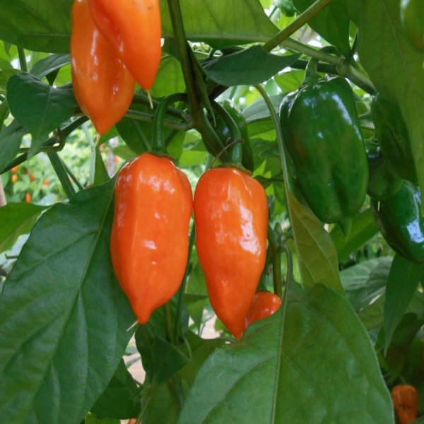 Čili Habanero Jaguar