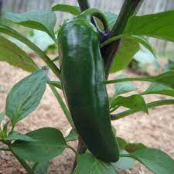 Čili Jalapeno Gigantia