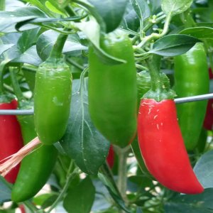 Čili Serrano – podolgovati rdeči plodovi mehiškega izvora