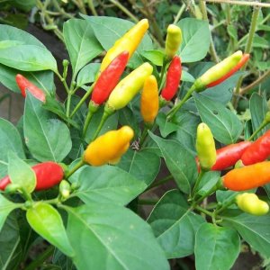 Čili Tabasco – drobni pokončni plodovi rdeče barve