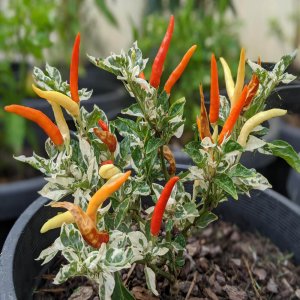 Čili Uchu Cream – kremasti srednje veliki plodovi