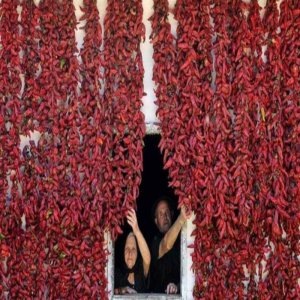 Čili Vezenka – dolgi rdeči plodovi balkanske sorte